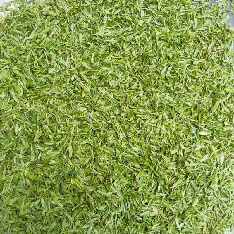 甄选象山绿茶头道茶品质好味道好高山绿茶