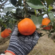柑橘阿密达明日见鲜果纯甜多汁