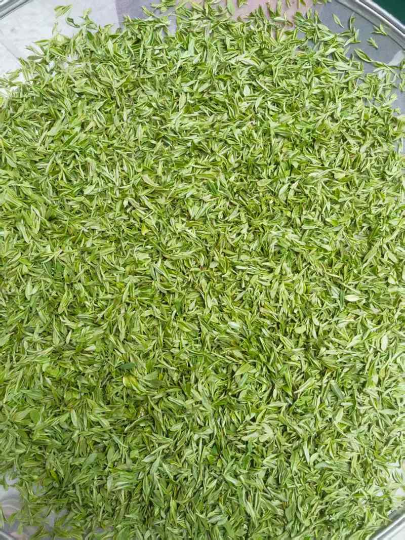 甄选象山绿茶头道茶品质好味道好高山绿茶