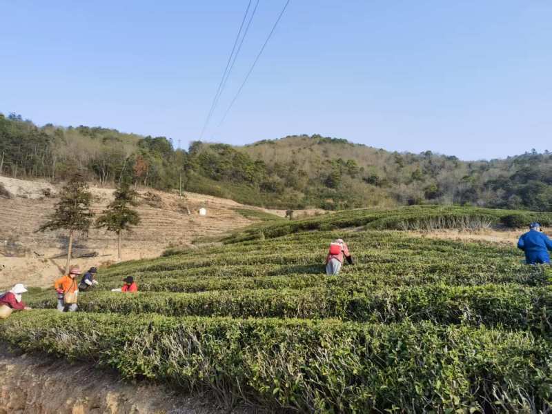 甄选象山绿茶头道茶品质好味道好高山绿茶