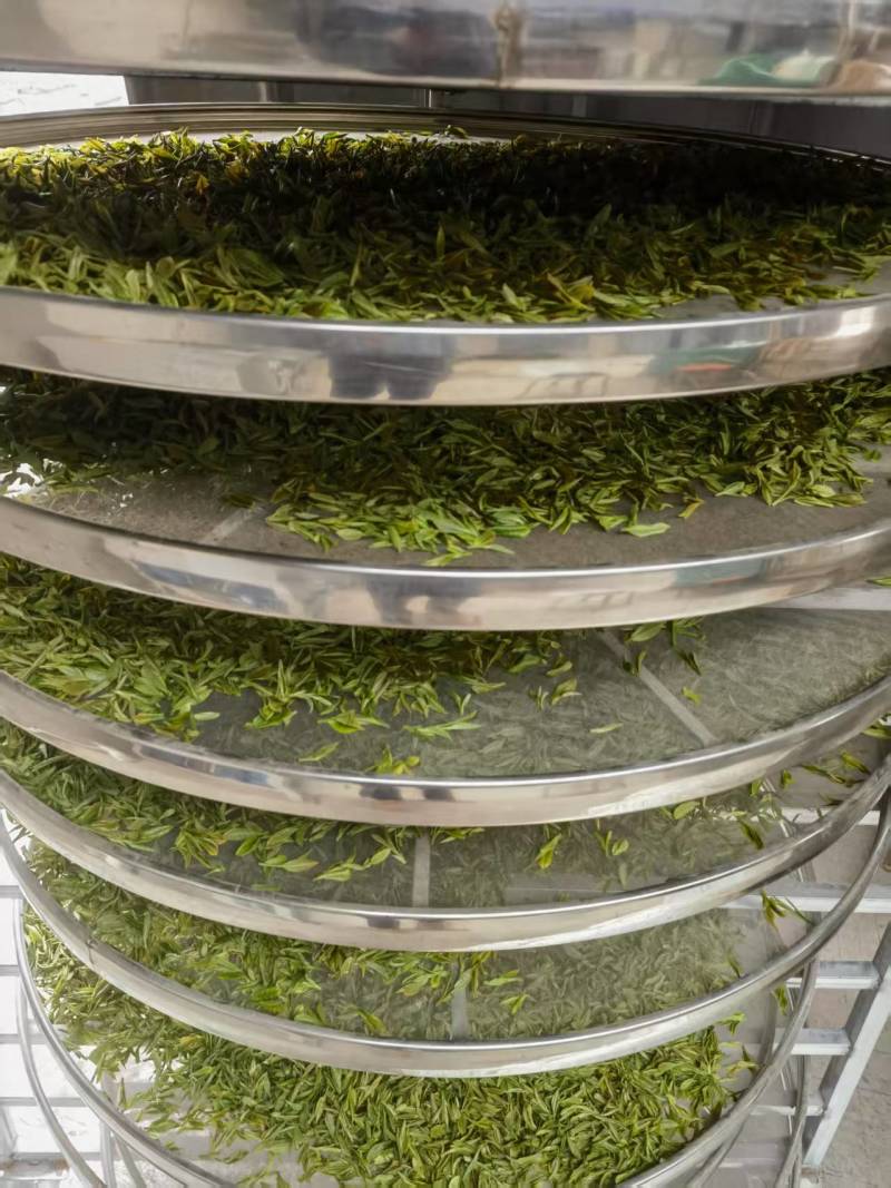 甄选象山绿茶头道茶品质好味道好高山绿茶