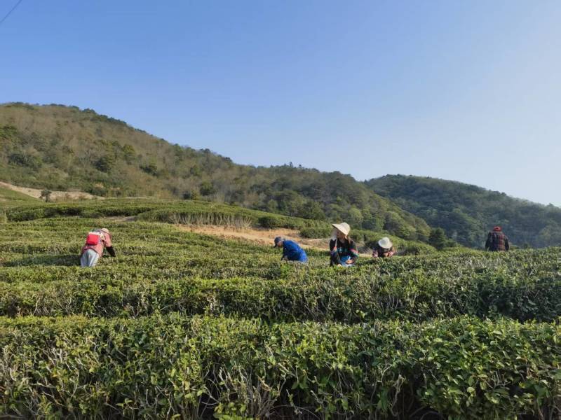 甄选象山绿茶头道茶品质好味道好高山绿茶