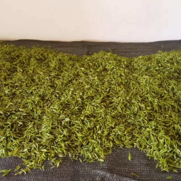 高山绿茶头道茶茶香四溢价格规格可协商欢迎前来
