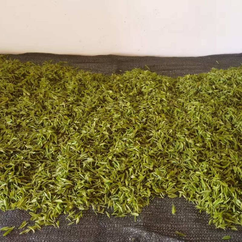 高山绿茶头道茶茶香四溢价格规格可协商欢迎前来