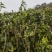 高山绿茶头道茶茶香四溢价格规格可协商欢迎前来