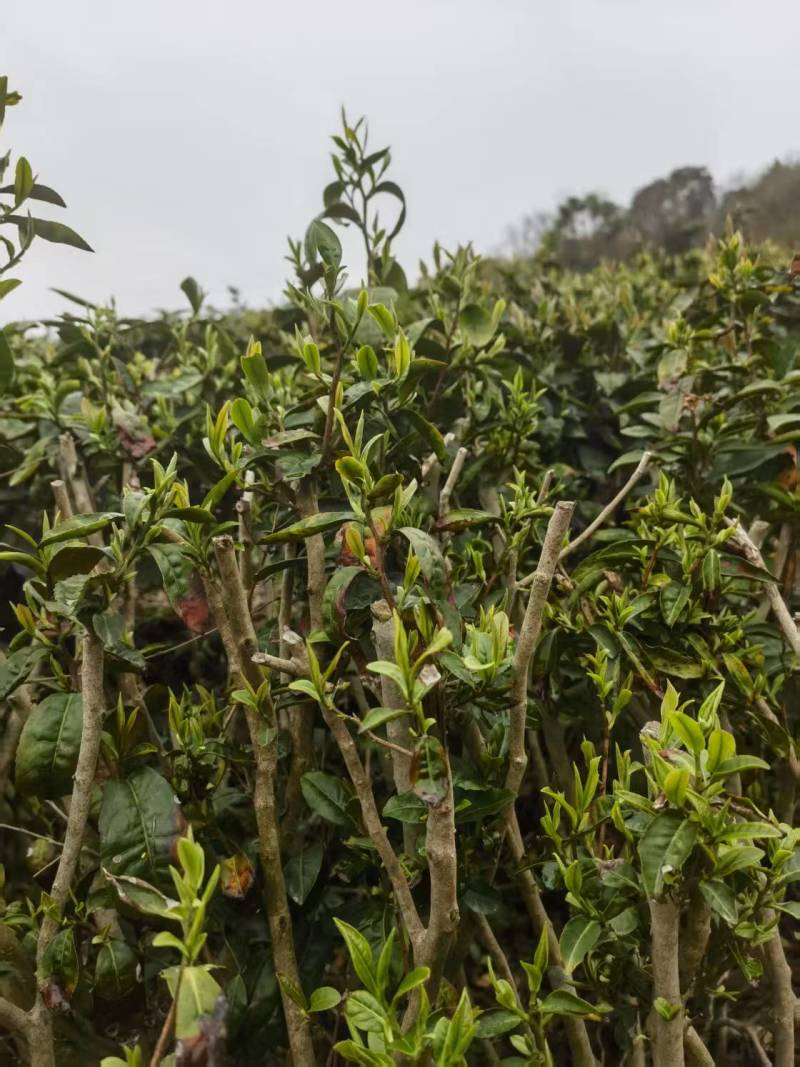高山绿茶头道茶茶香四溢价格规格可协商欢迎前来