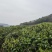 高山绿茶头道茶茶香四溢价格规格可协商欢迎前来