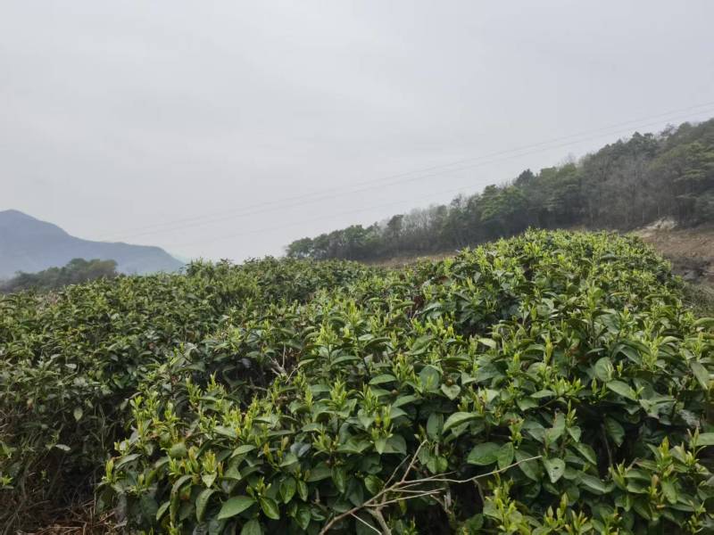 高山绿茶头道茶茶香四溢价格规格可协商欢迎前来
