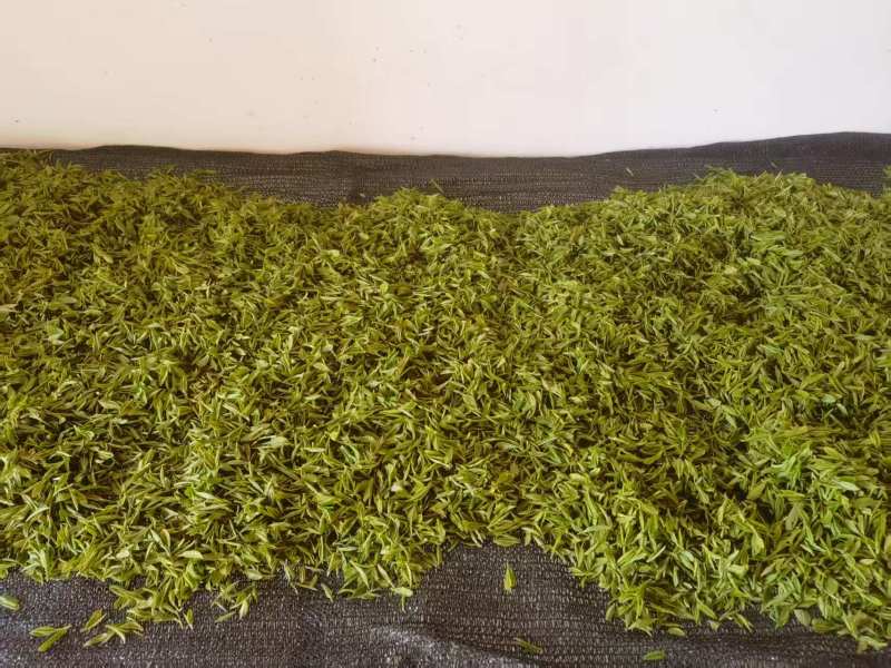 高山绿茶头道茶茶香四溢价格规格可协商欢迎前来