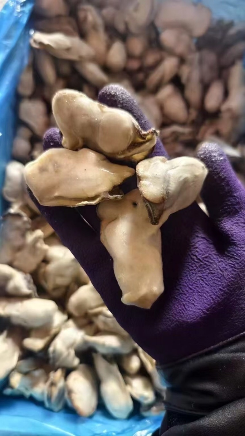 液氮熟冻牡蛎肉，液氮极速锁鲜，麻辣捞汁**规格15克以下