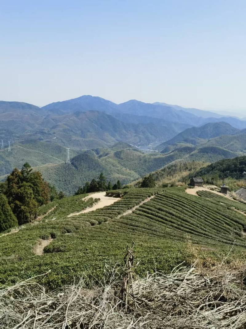 精品高山绿茶甄选绿茶头道需要的老板可致电沟通