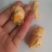 一鸡难求的鸡宝