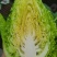 鸡心白菜