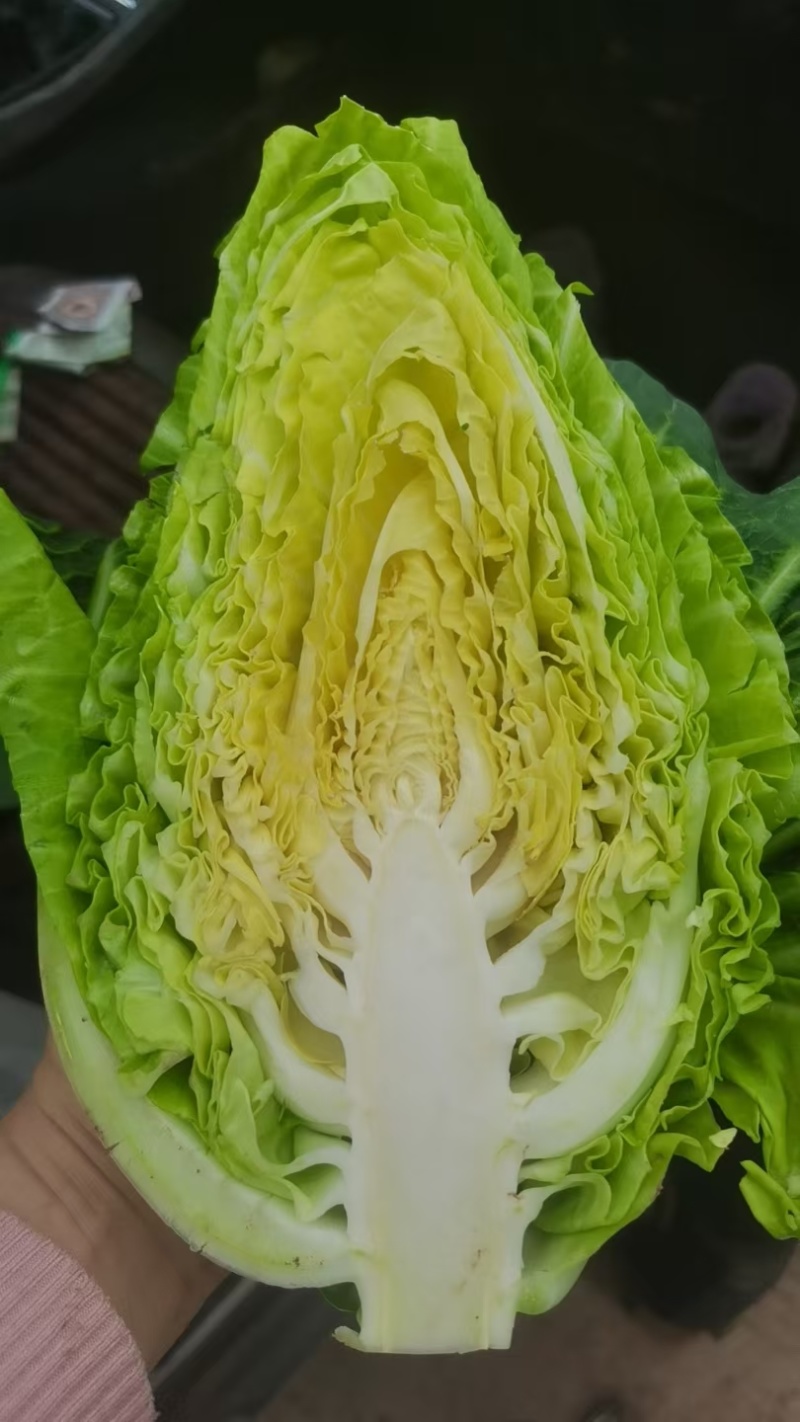 鸡心白菜