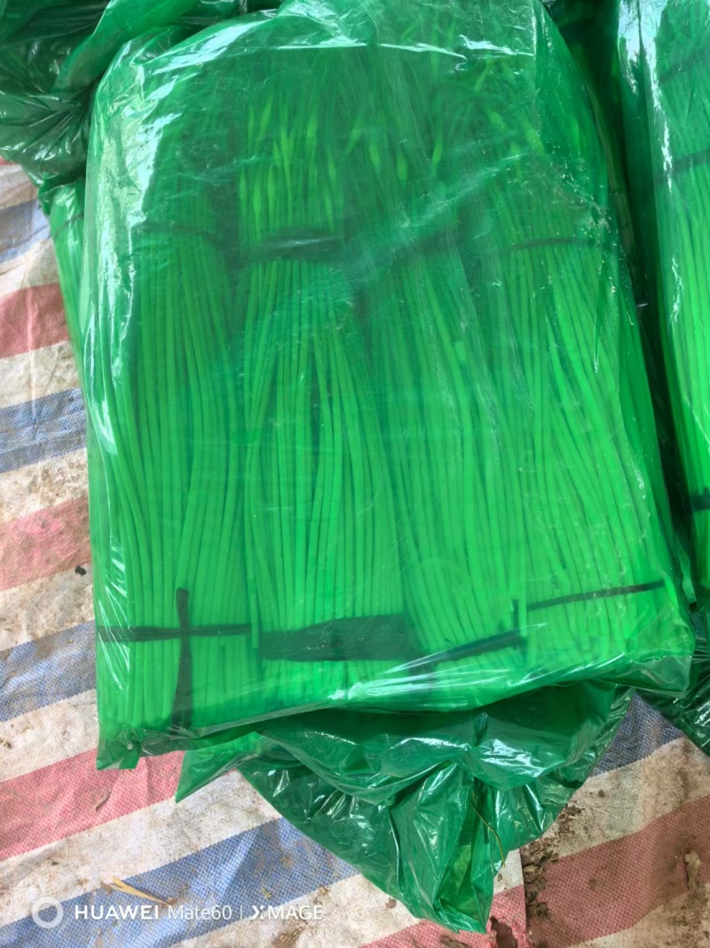 大量出售白泡蒜苔，量大，随时装车发货
