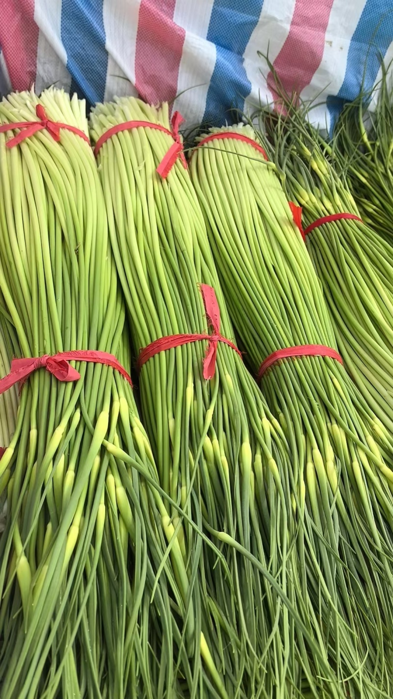 大量出售白泡蒜苔，量大，随时装车发货