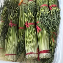 大量出售白泡蒜苔，量大，随时装车发货