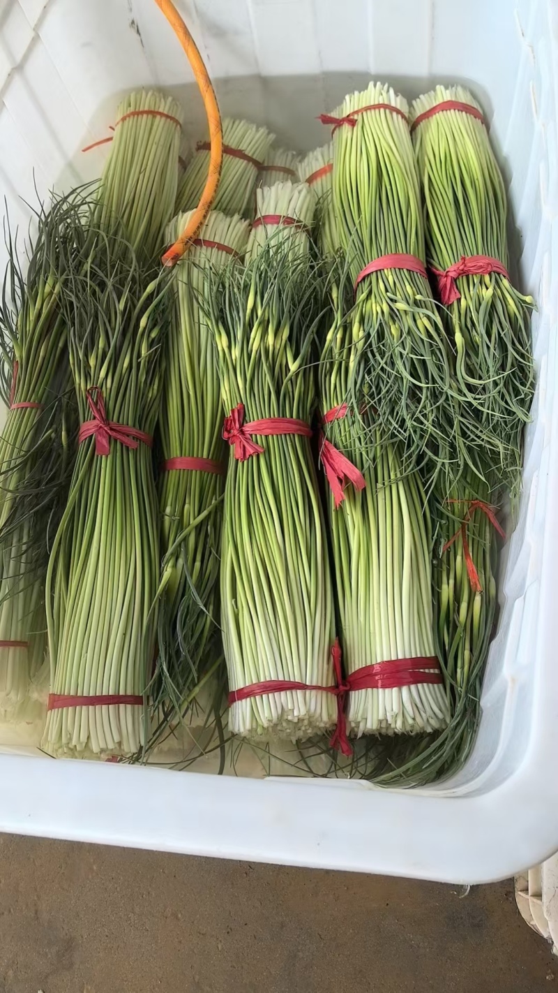 大量出售白泡蒜苔，量大，随时装车发货
