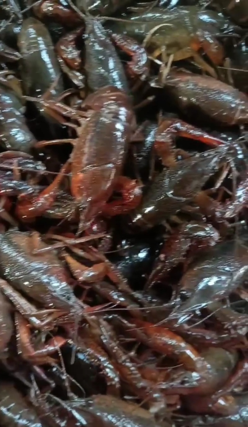 潜江小龙虾批发4～6钱中红大量有货欢迎随时联系