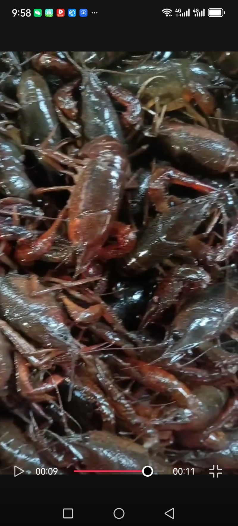 潜江小龙虾批发4～6钱中红大量有货欢迎随时联系