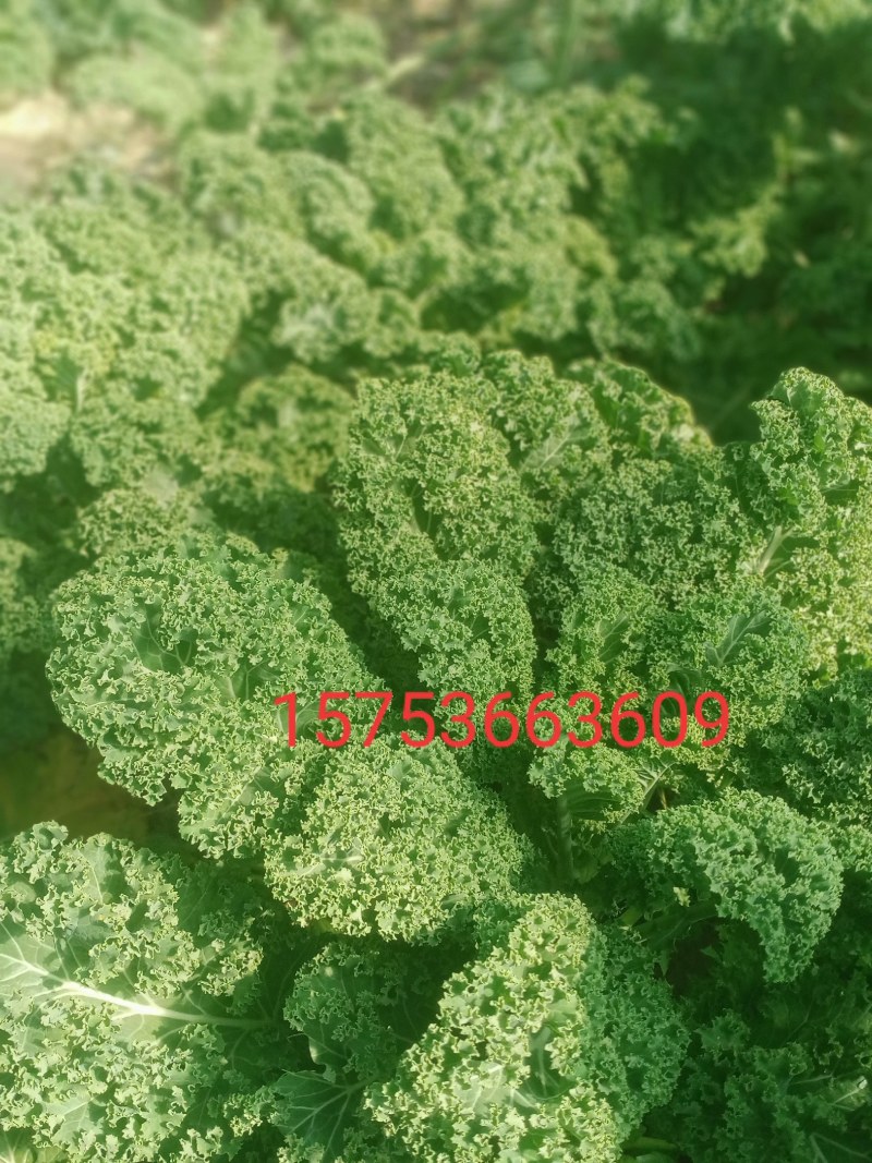 出售羽衣甘蓝