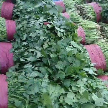 精品大叶香菜大量有货价格美丽