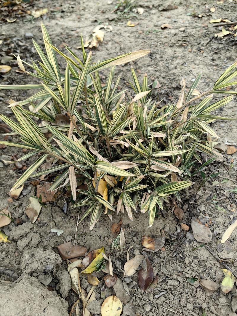 菲白竹