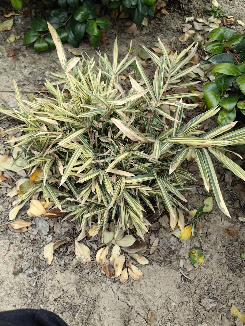 菲白竹
