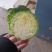 黄心包菜，大量上市，欢迎预购