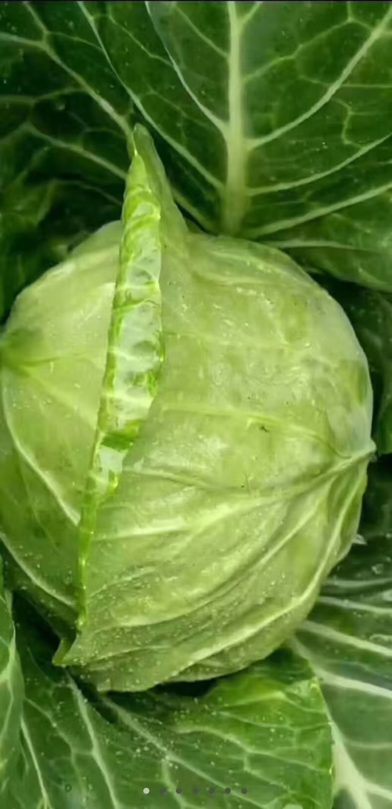 黄心包菜，大量上市，欢迎预购