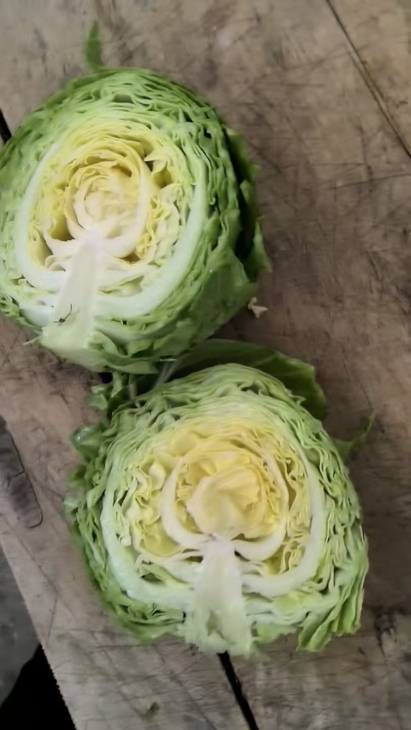 黄心包菜，大量上市，欢迎预购