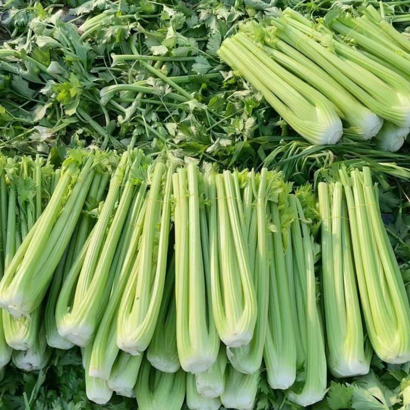 西芹精品，南通货