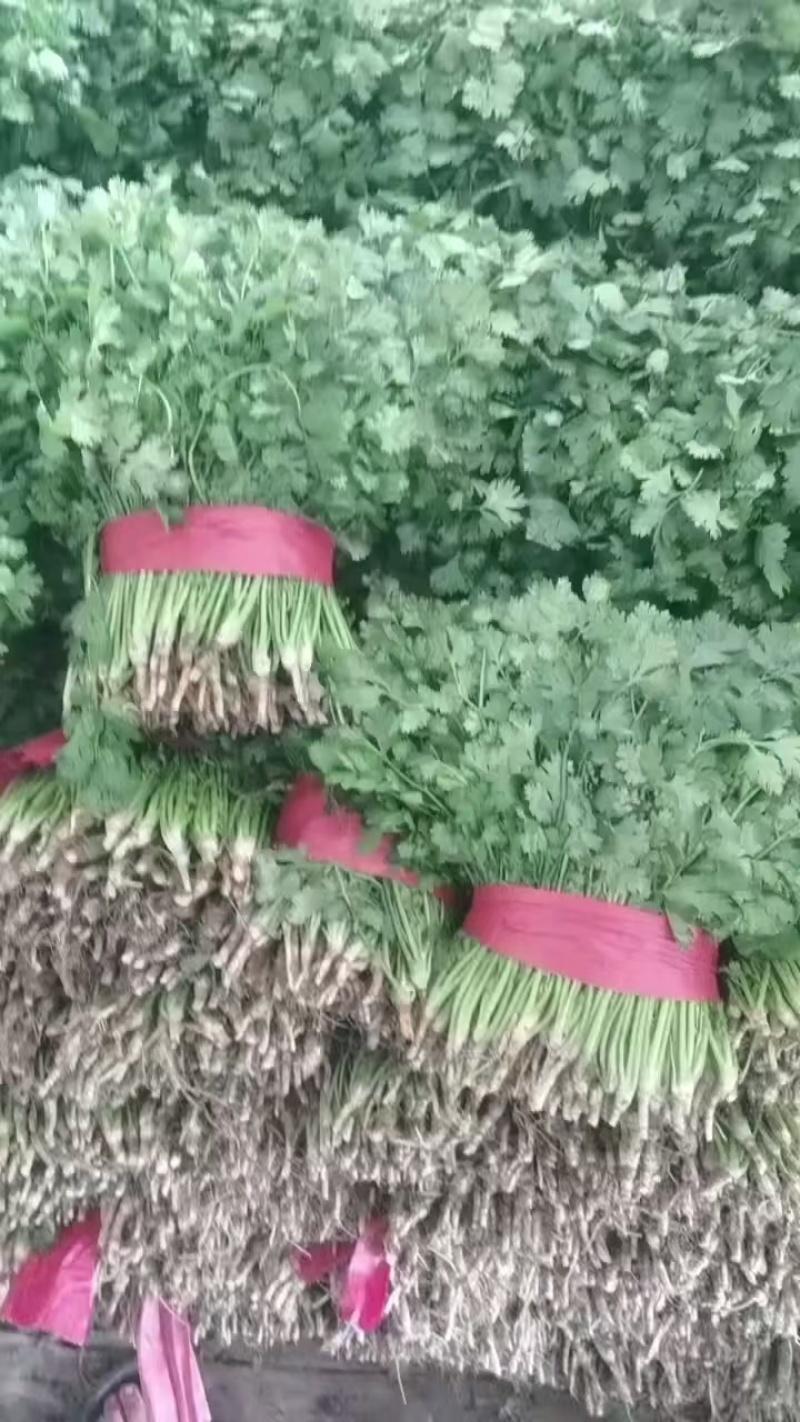 精品大叶香菜大量有货价格美丽