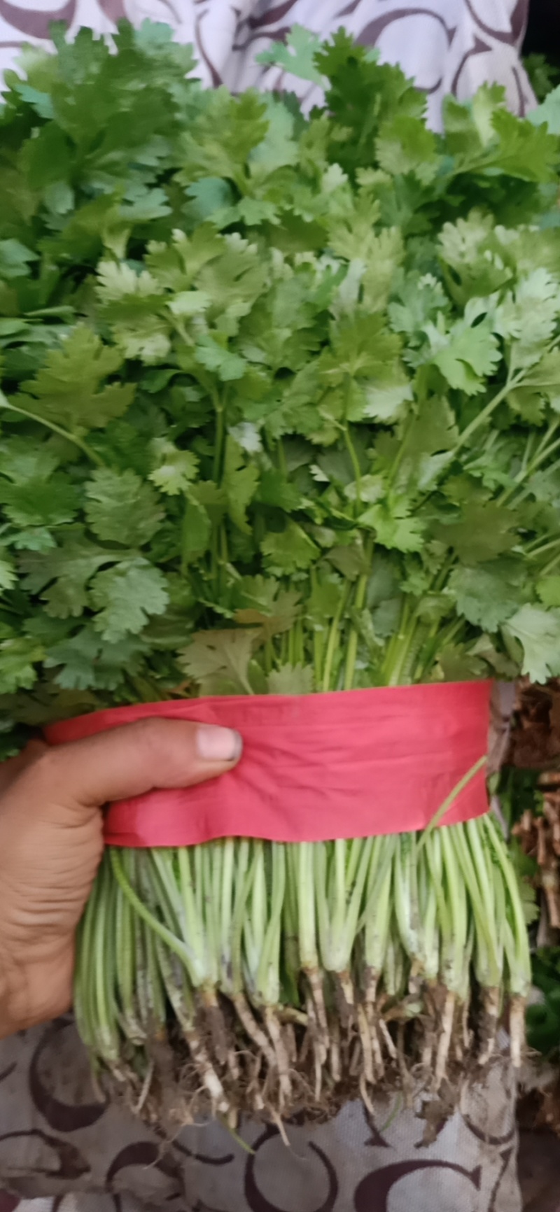 精品大叶香菜大量有货价格美丽