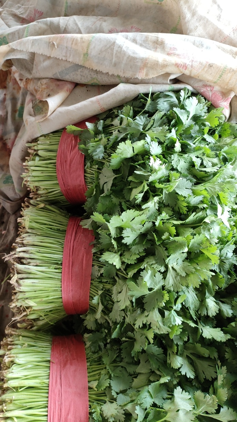 精品大叶香菜大量有货价格美丽