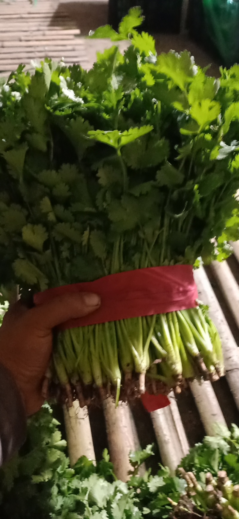 精品大叶香菜大量有货价格美丽