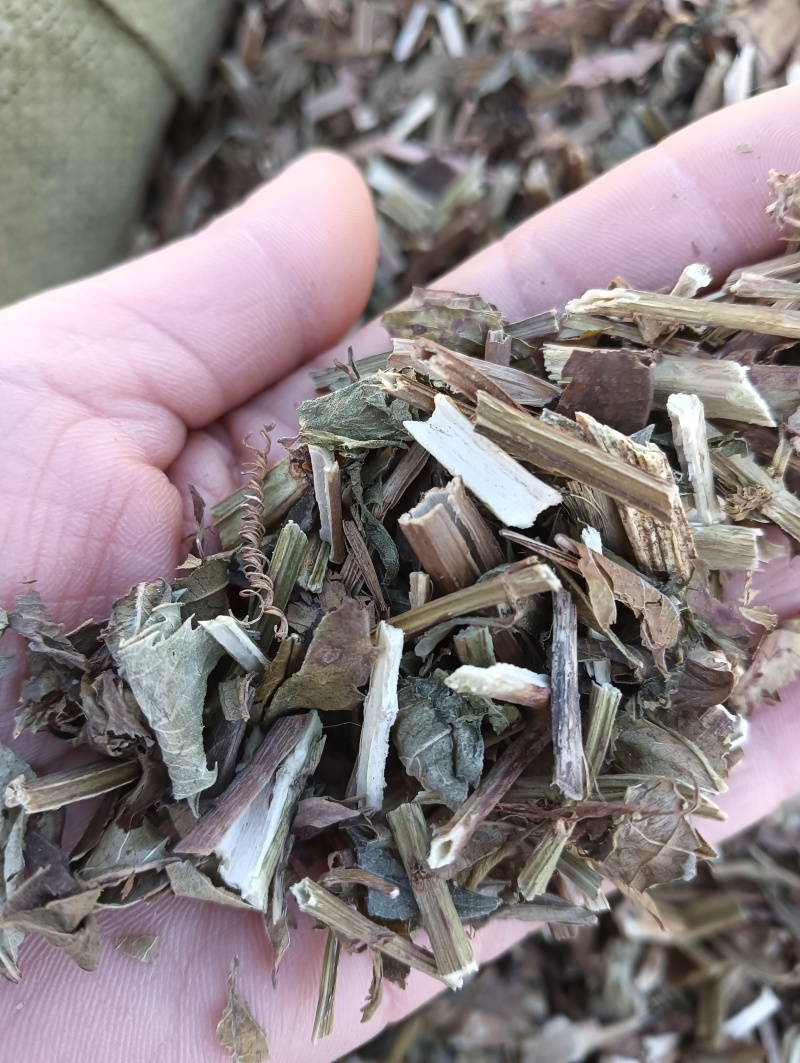 泽兰实拍泽兰现货供应批发各种中药材量大优惠