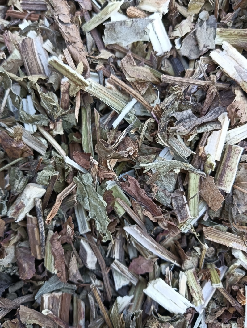 泽兰实拍泽兰现货供应批发各种中药材量大优惠