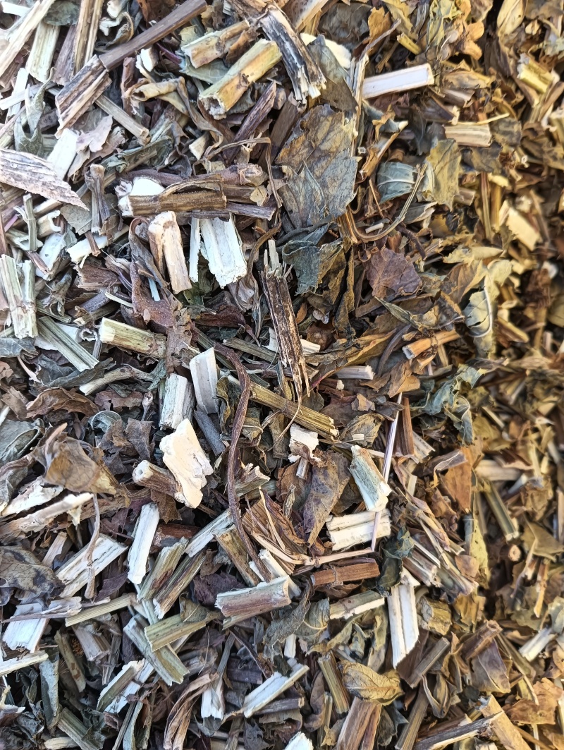 泽兰实拍泽兰现货供应批发各种中药材量大优惠