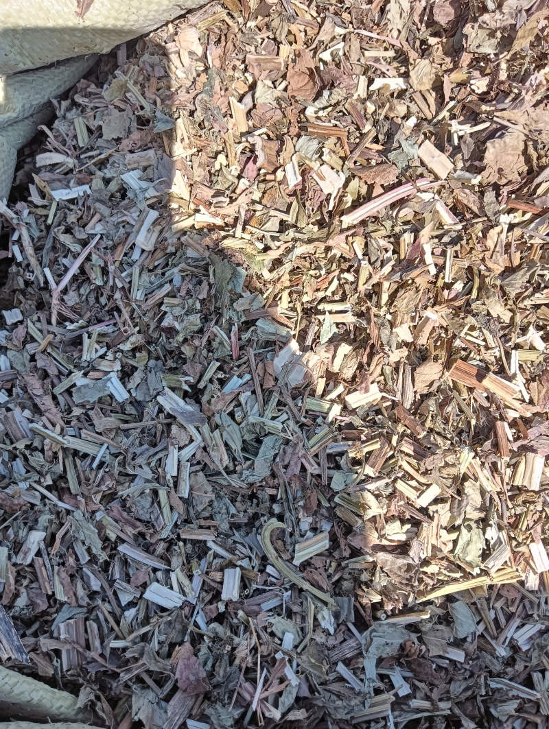 泽兰实拍泽兰现货供应批发各种中药材量大优惠