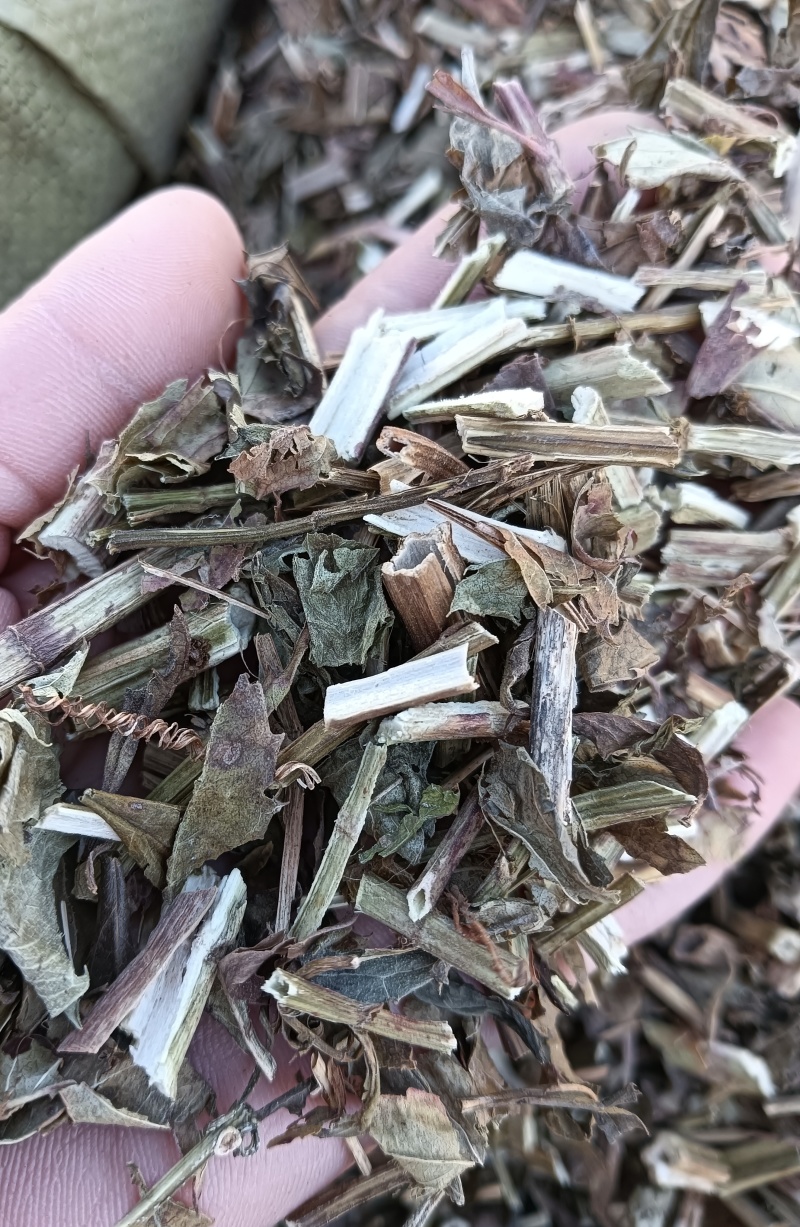 泽兰实拍泽兰现货供应批发各种中药材量大优惠
