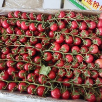 串串贝贝圣女果