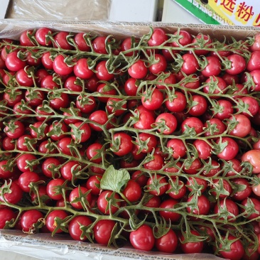 串串贝贝圣女果