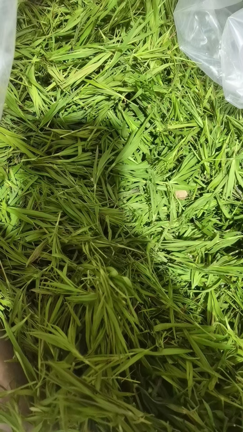 中药材竹叶
