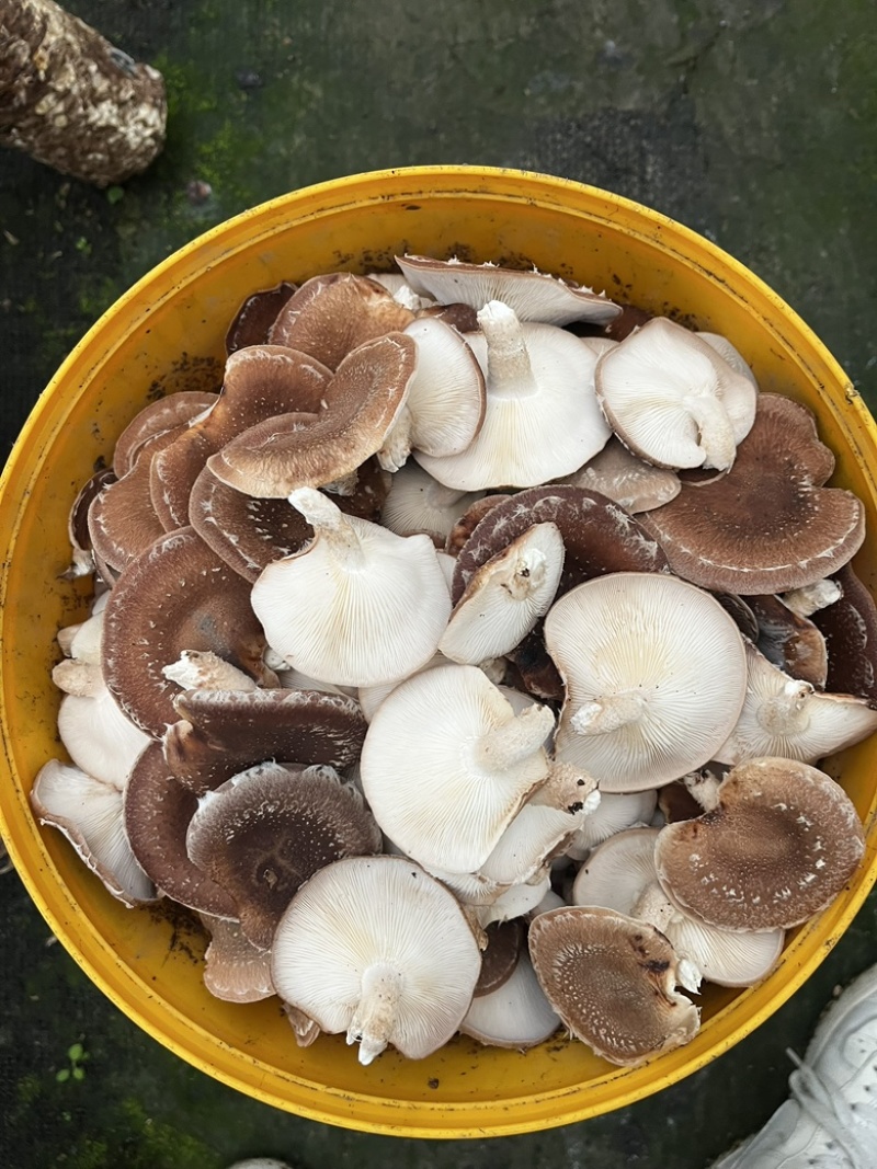 马桑菌批发零售