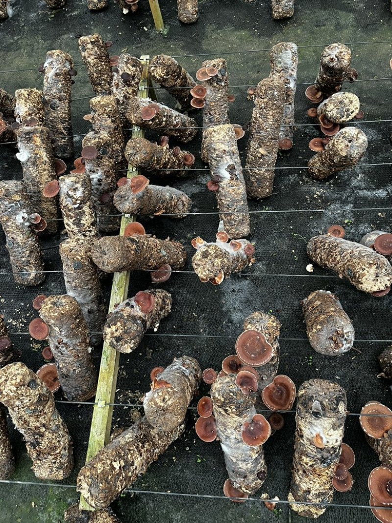 马桑菌批发零售