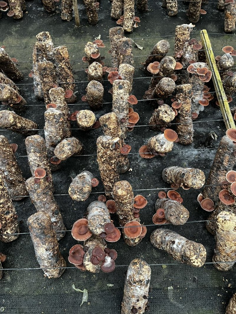 马桑菌批发零售