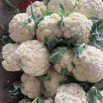 精品白面青梗松花菜大量上市一手货源产地直发欢迎选购