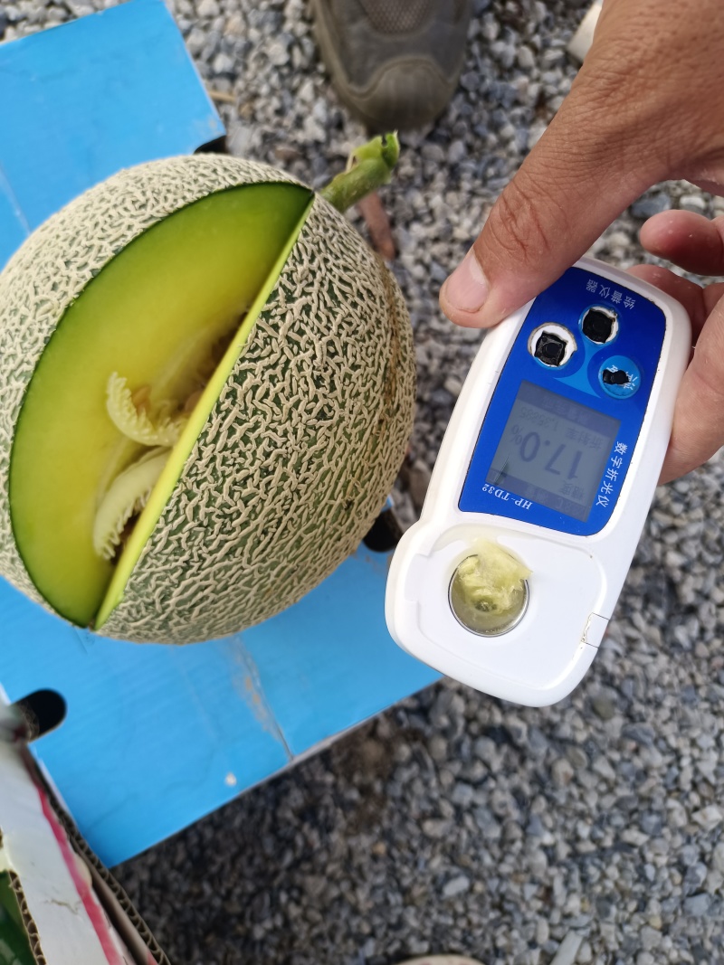 美华玫珑网纹甜瓜牛三嘉华101网纹瓜种植产地看棚定货糖高