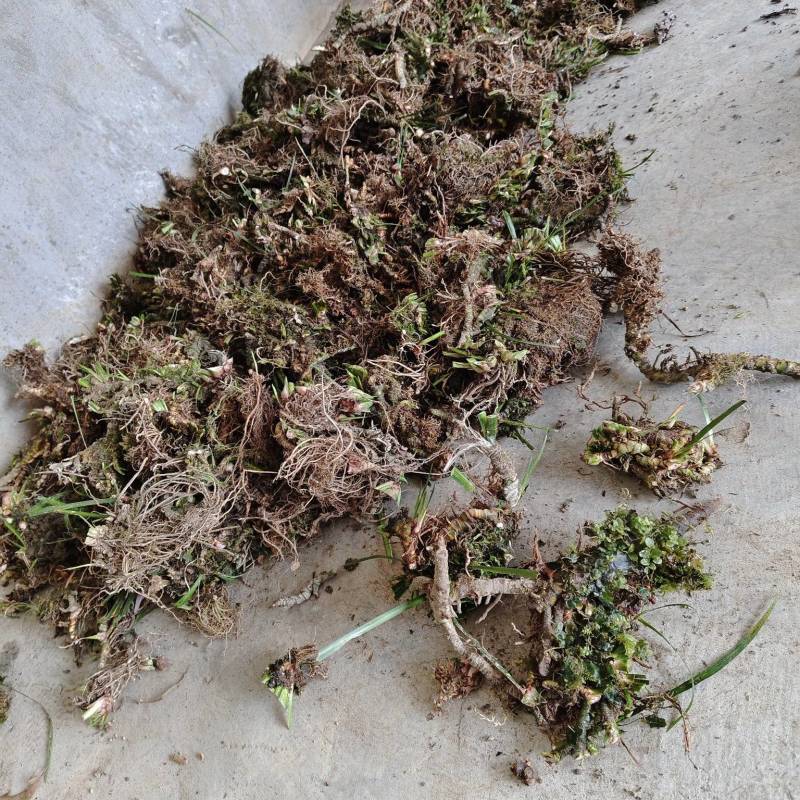 精品石菖蒲正规货源厂家直销品质保证